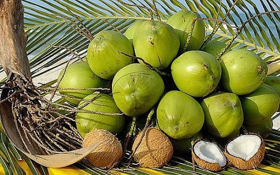 Tháng 8, Trung Quốc sẽ kiểm tra vùng trồng, cơ sở đóng gói dừa tươi Việt Nam