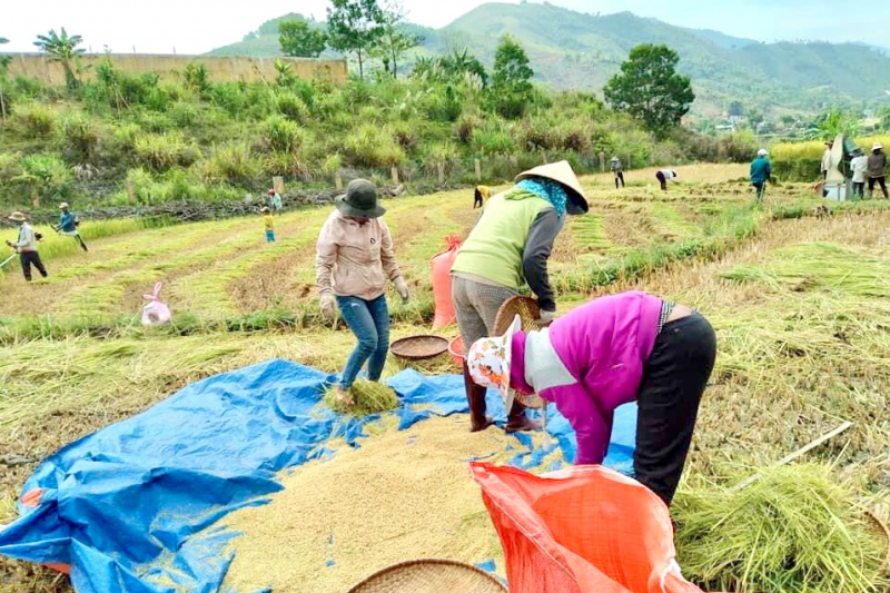 Quảng Ngãi: Hợp tác xã miền núi hỗ trợ tiêu thụ sản phẩm của đồng bào dân tộc