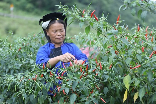 Lạng Sơn: Tăng cường liên kết trong tiêu thụ và xuất khẩu ớt