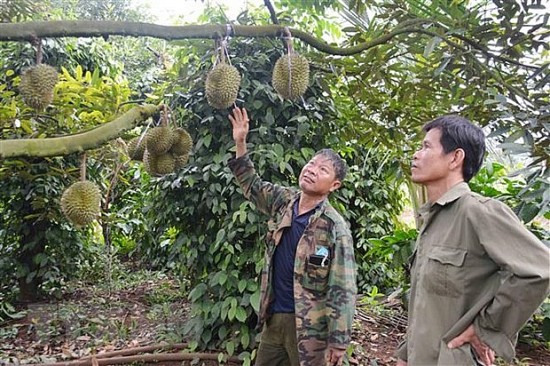 gia sau rieng dau vu tang cao nong dan dak lak vua mung vua lo