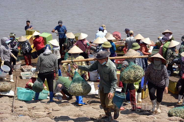 Độc lạ chợ cá Giao Hải: “Nước” càng nhỏ giá lại càng cao