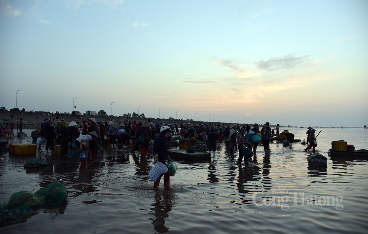 Độc lạ chợ cá Giao Hải: “Nước” càng nhỏ giá lại càng cao