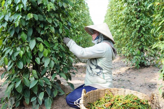 Giá tiêu hôm nay ngày 21/8/2023: Đồng loạt đi ngang