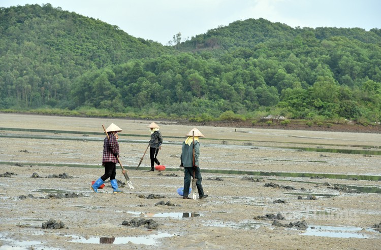 Mục sở thị ngư dân đảo Quan Lạn săn sá sùng