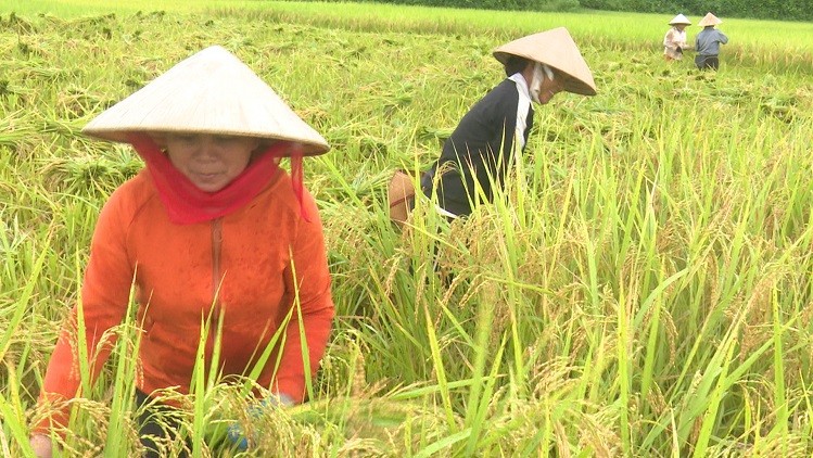 Bà con huyện Lang Chánh thu hoạch lúa (Ảnh: Đình Toàn)