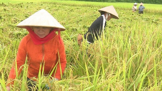 Thanh Hóa: Liên kết sản xuất lúa nếp đạt hiệu quả cao