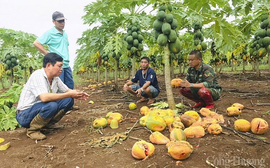 Vụ việc hủy mua đu đủ: Công ty Nafoods cam kết đền bù 225 triệu đồng/ha cho người dân