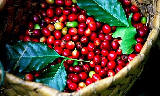 Giá cà phê Arabica trở lại đà giảm trước áp lực đẩy mạnh xuất khẩu tại Brazil