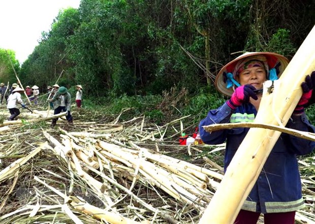Thúc đẩy triển khai thỏa thuận Việt Nam - Mỹ về kiểm soát khai thác gỗ