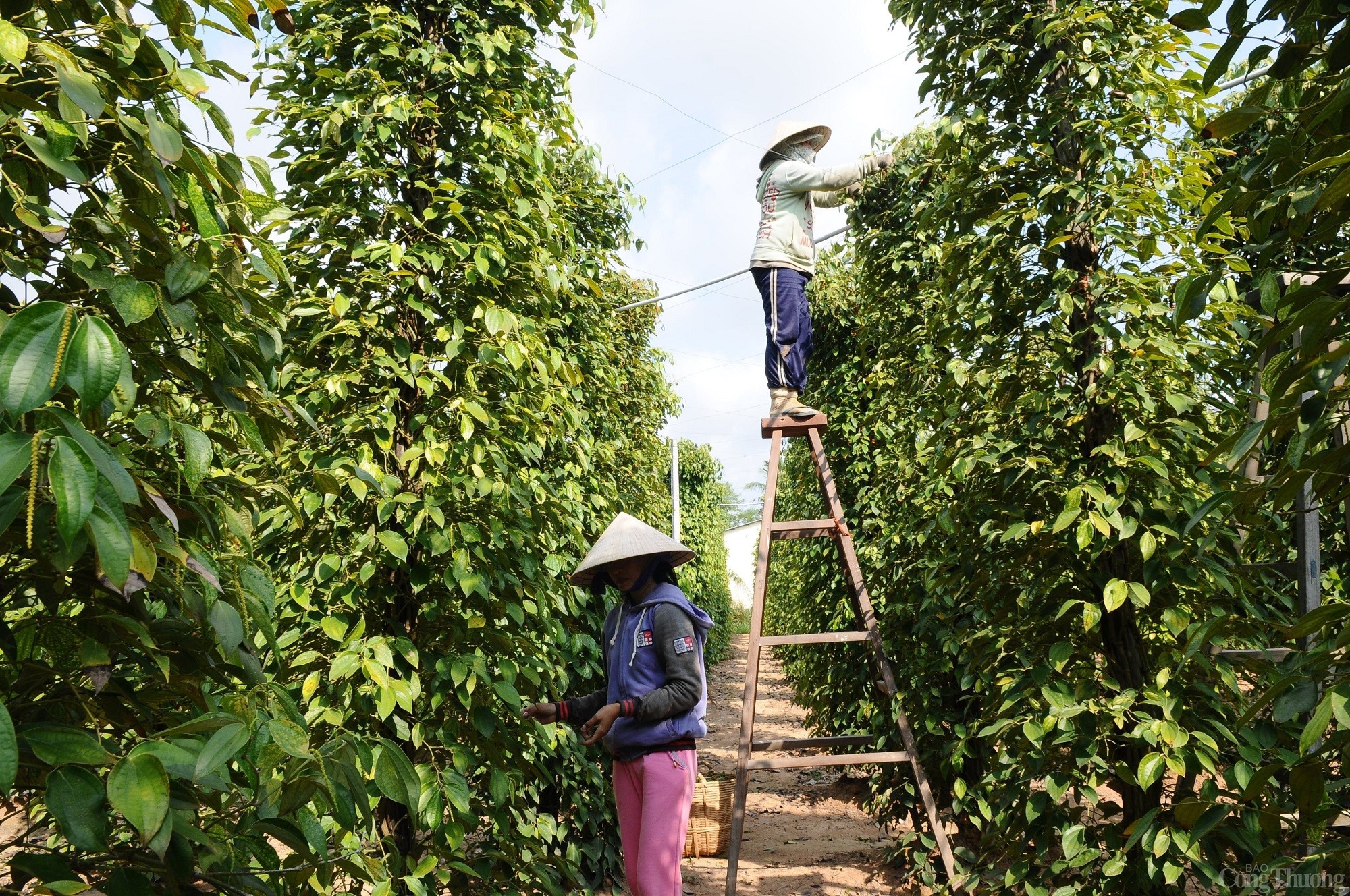 Giá tiêu hôm nay ngày 28/8/2023: Đắk Lắk – Đắk Nông tăng giá 500 đồng/kg