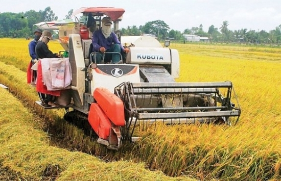 Giá gạo liên tiếp tăng cao nhưng doanh nghiệp xuất khẩu vẫn gặp nhiều thách thức
