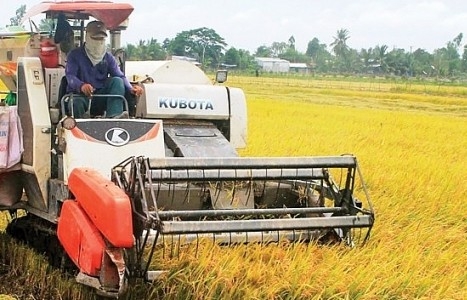 Giá gạo xuất khẩu rời xa đỉnh, về sát mốc 600 USD/tấn