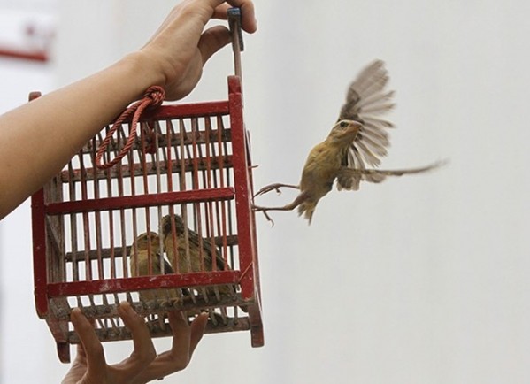 Phóng sinh rằm tháng Bảy: Hiểu đúng để hành động đúng