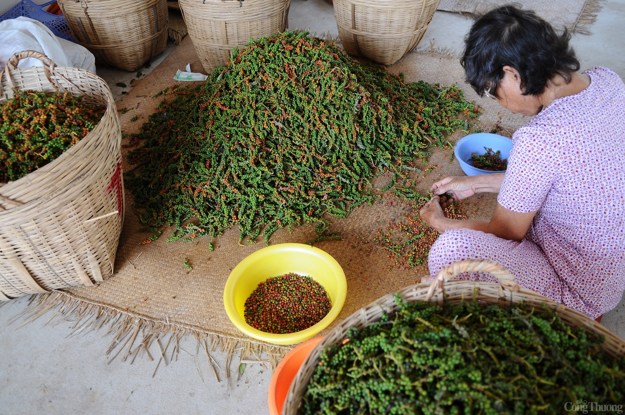 Giá tiêu hôm nay ngày 30/8/2023: Đồng loạt tăng 500 đồng/kg