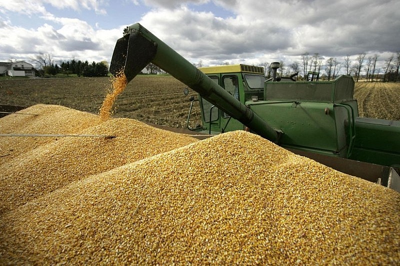 Giá ngô tiếp tục suy yếu, giá lúa mì kết thúc chuỗi giảm 4 ngày