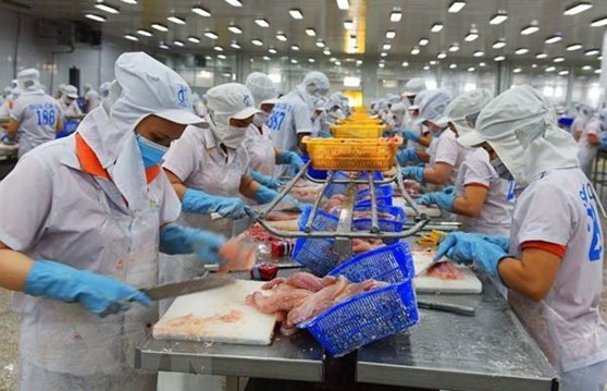 Đâu là yếu tố ảnh hưởng đến sản xuất và xuất khẩu cá tra Việt Nam?