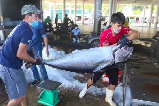 Được người dân Hàn Quốc ưa chuộng, xuất khẩu cá ngừ của Việt Nam tăng vọt