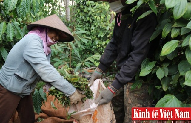 Giá tiêu hôm nay 11/12/2023: Duy trì ở mức 75.000 - 77.000 đồng/kg
