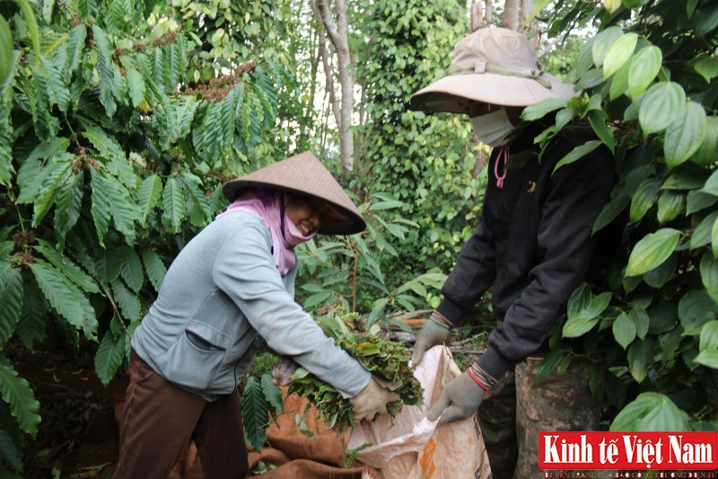 Giá tiêu hôm nay 29/11/2023: Tiếp đà tăng mạnh, cao nhất 73.000 đồng/kg. Ảnh: Cấn Dũng