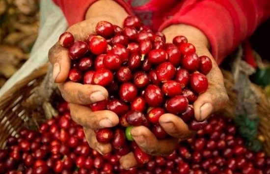 Giá cà phê tăng vọt 70%: Hé lộ nguyên nhân