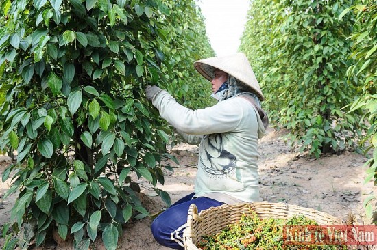 Giá tiêu hôm nay ngày 8/9/2023: Các địa phương đồng loạt đi ngang