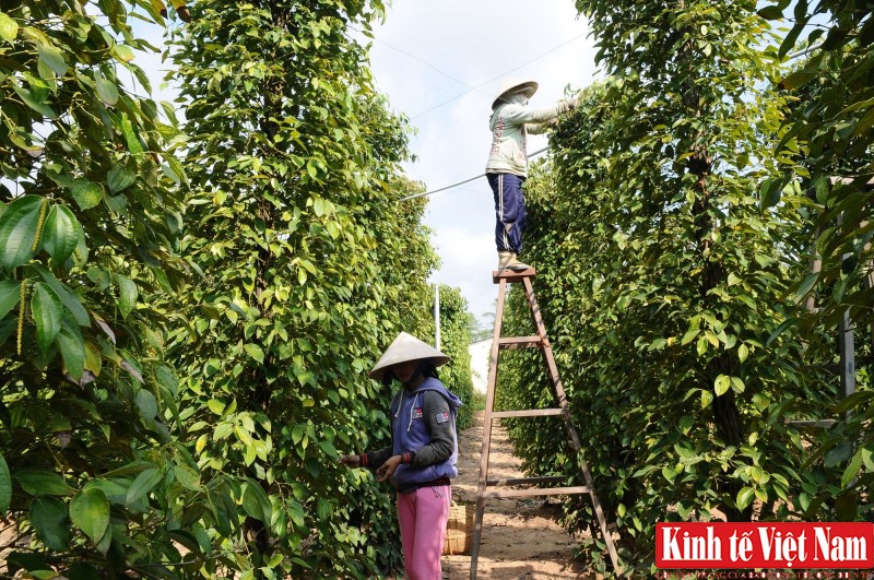 Giá tiêu hôm nay ngày 9/9/2023: Bình Phước leo lên 73.000 đồng/kg