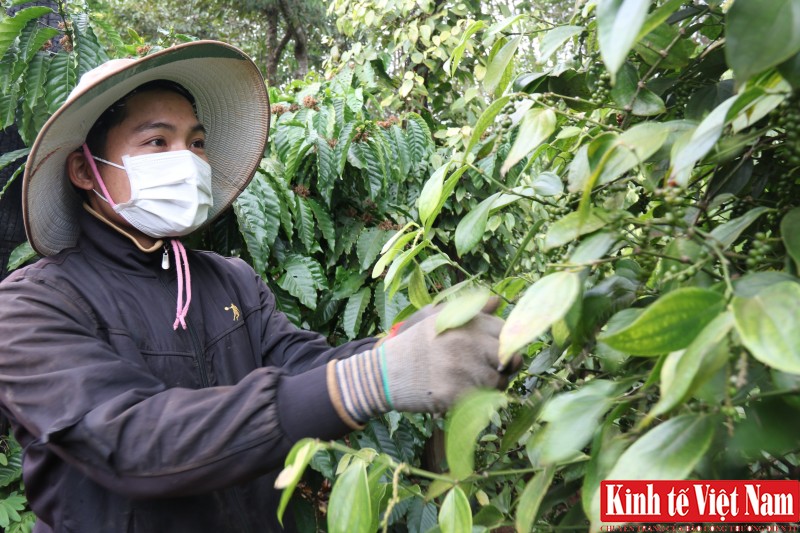 Giá tiêu hôm nay ngày 13/10/2023: Trong nước và thế giới đều đi ngang