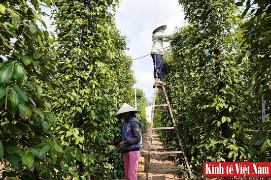 Giá tiêu hôm nay ngày 13/9/2023: Tiếp tục đứng giá ngày thứ ba liên tiếp