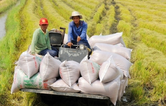 Nhiều quốc gia chuyển sang Việt Nam đặt hàng, đẩy giá gạo xuất khẩu tăng cao