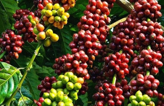Giá cà phê mới nhất ngày 15/9/2023: Mức giao dịch cao nhất 66.900 đồng/kg