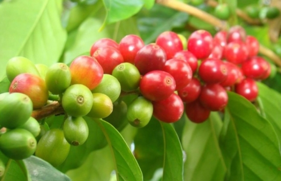 Giá cà phê vẫn tăng mạnh bất chấp nguồn cung nới lỏng