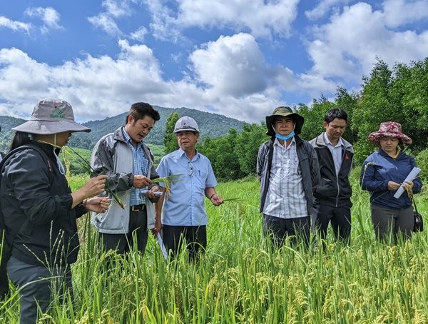 Chuyển đổi giống lúa chất lượng cao giúp tăng năng suất, sản lượng và thu nhập cho đồng bào (Ảnh: Minh Nguyễn)