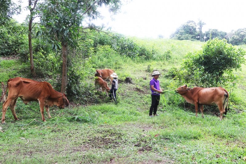 Các hộ đồng bào tham gia chương trình hỗ trợ lai cải tạo đàn bò (Ảnh: N.M)