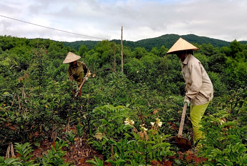 Bà con huyện Sơn Động mở rộng diện tích trồng dược liệu (Ảnh: Xuân Thoả - Trần Chung)