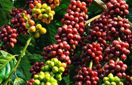 Giá cà phê mới nhất ngày 23/9/2023: Thị trường trong nước tiếp tục giảm 100-200 đồng/kg