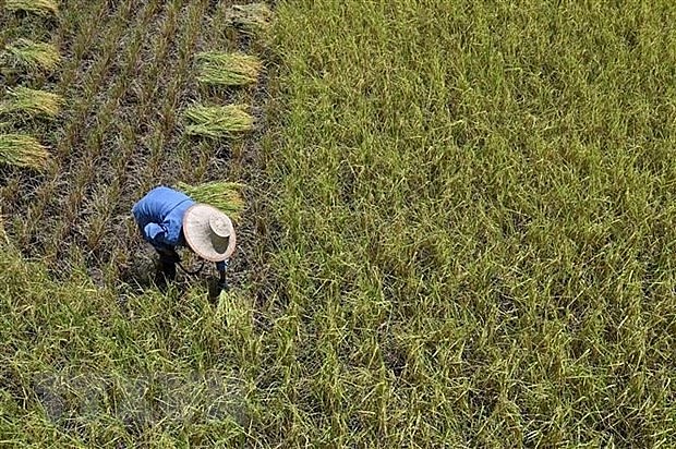 Nông dân gặt lúa trên cánh đồng tại tỉnh Ayutthaya, Thái Lan. (Ảnh: AFP/TTXVN)