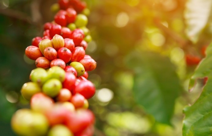 Giá cà phê mới nhất ngày 25/9/2023: Thị trường trong nước cao nhất 66.800 đồng/kg