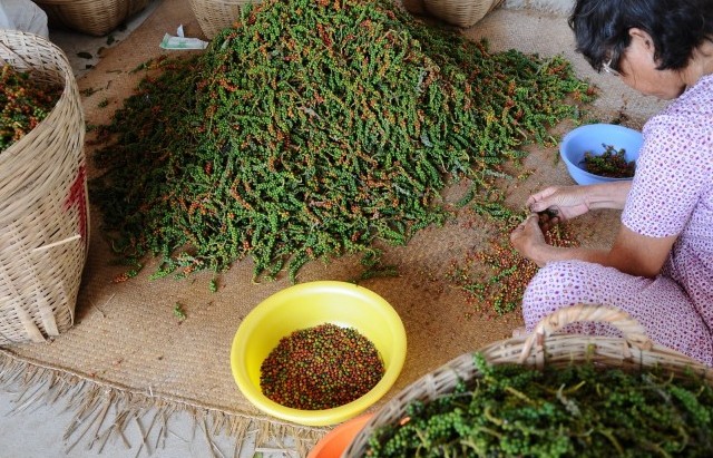 Giá tiêu hôm nay ngày 26/9/2023: Đồng loạt giảm 500 đồng/kg