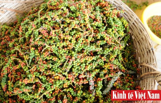 Giá tiêu hôm nay ngày 28/9/2023: Đồng loạt đi ngang, cao nhất 72.000 đồng/kg