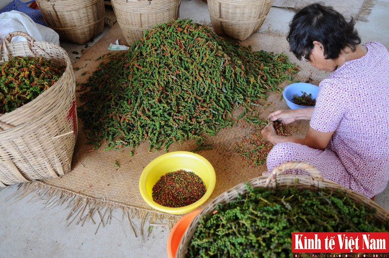 Giá tiêu hôm nay, Bà Rịa - Vũng Tàu, Gia Lai tăng 500 đồng/kg. Ảnh: Cấn Dũng