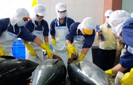Xuất khẩu cá ngừ sang Chile tăng cao