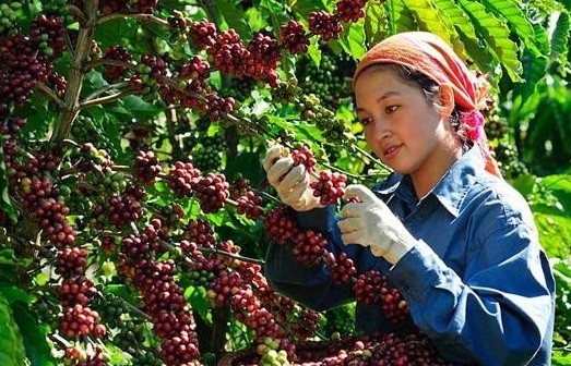 Giá cà phê mới nhất ngày 26/9/2023: Thị trường trong nước giảm 400 đồng/kg
