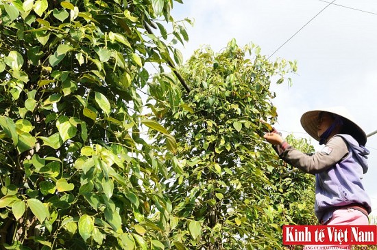 Giá tiêu hôm nay ngày 06/11/2023: Trong nước duy trì ổn định, cao nhất 68.000 đồng/kg