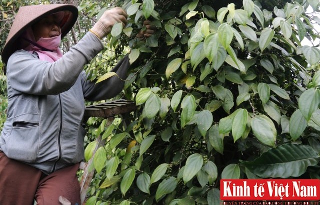 Giá tiêu tuần qua 25 - 30/9/2023: Đồng loạt giảm 1.000 đồng/kg so với tuần trước