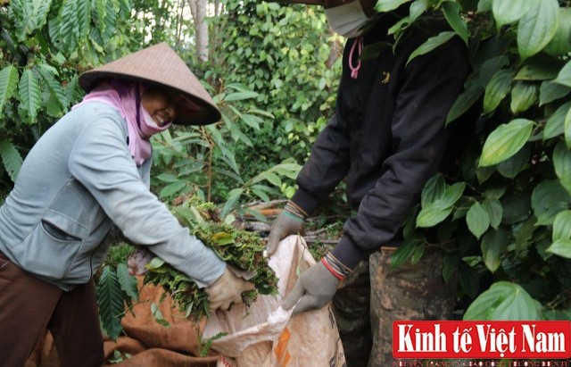 Giá tiêu hôm nay 04/12/2023: Tiếp tục đi ngang, dao động từ 71.000 - 74.000 đồng/kg