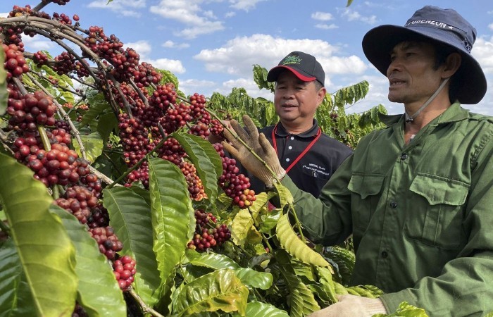 Giá cà phê mới nhất ngày 1/10/2023: Thị trường trong nước cao nhất 66.700 đồng/kg