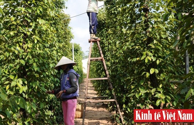 Giá tiêu hôm nay 30/11/2023: Ngày thứ ba tăng liên tiếp từ 500 - 1.000 đồng/kg