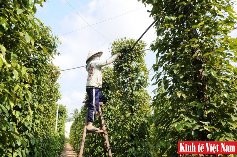 Giá tiêu hôm nay cao nhất 83.500 đồng/kg. Ảnh: Cấn Dũng