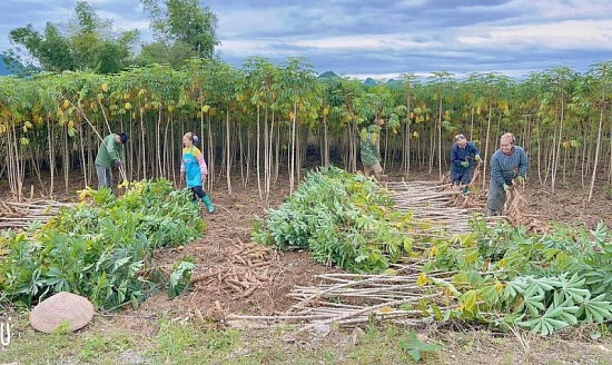 Thanh Hóa: Giải pháp nâng cao chất lượng vùng nguyên liệu sắn