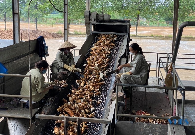 Băng chuyền đưa sắn nguyên liệu vào chế biến của Nhà máy chế biến tinh bột sắn Phúc Thịnh (Ảnh: Khắc Công)